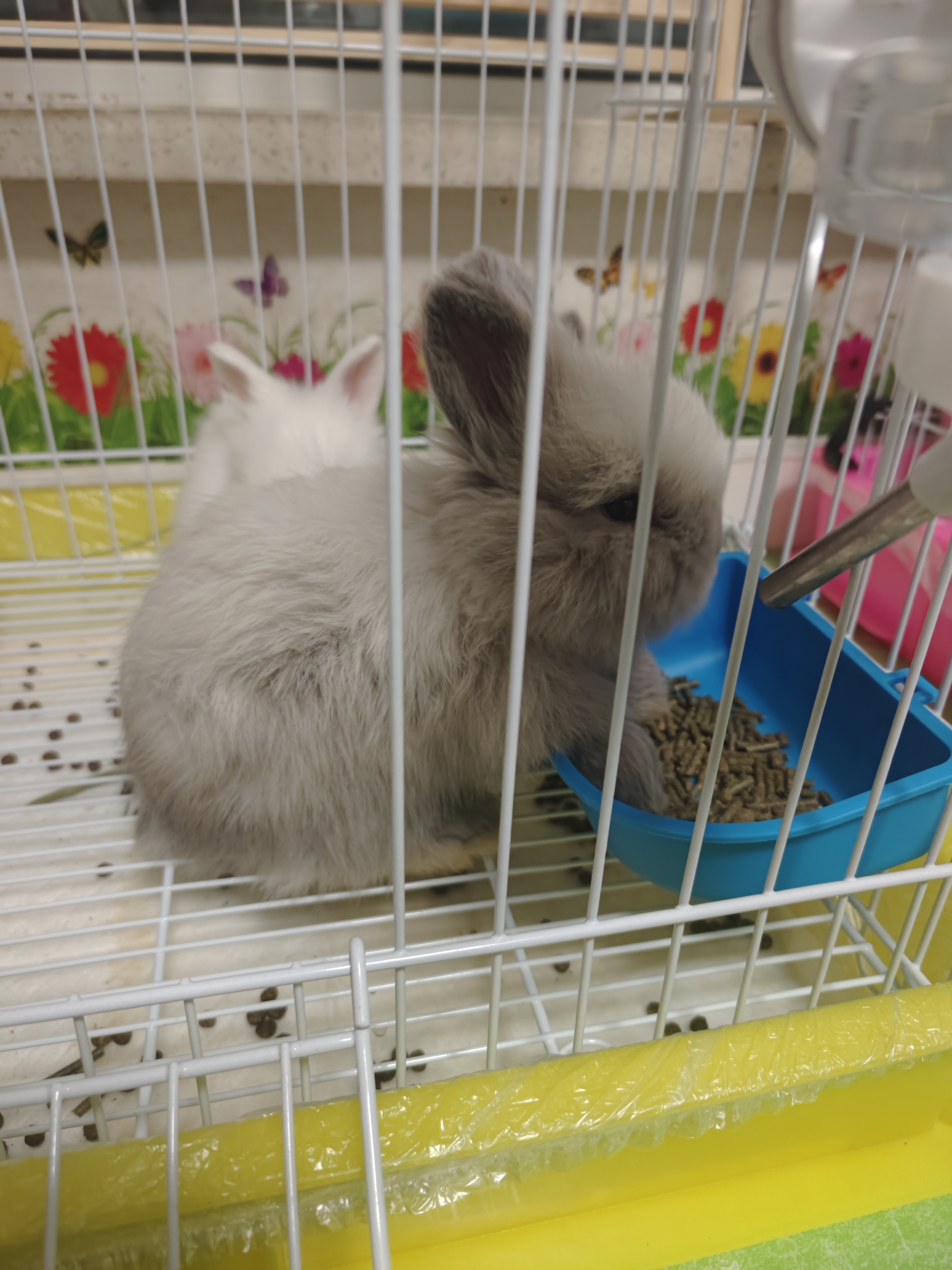 双血熊版安哥拉兔崽重点梦幻暹罗色